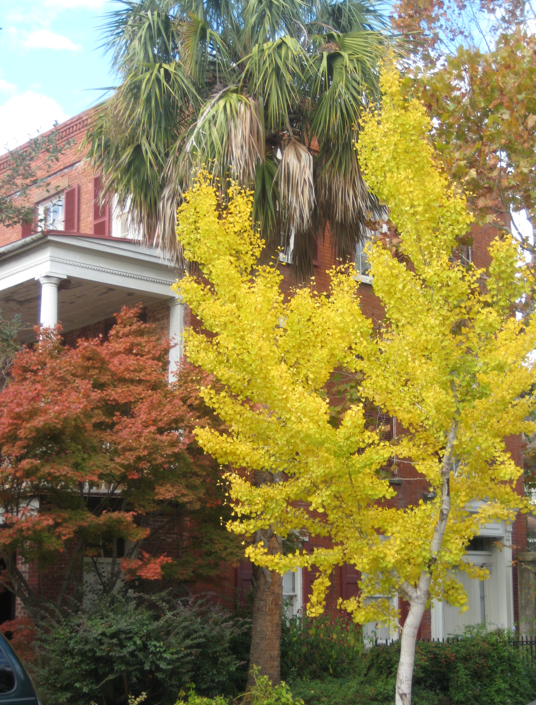 Charleston fall colors