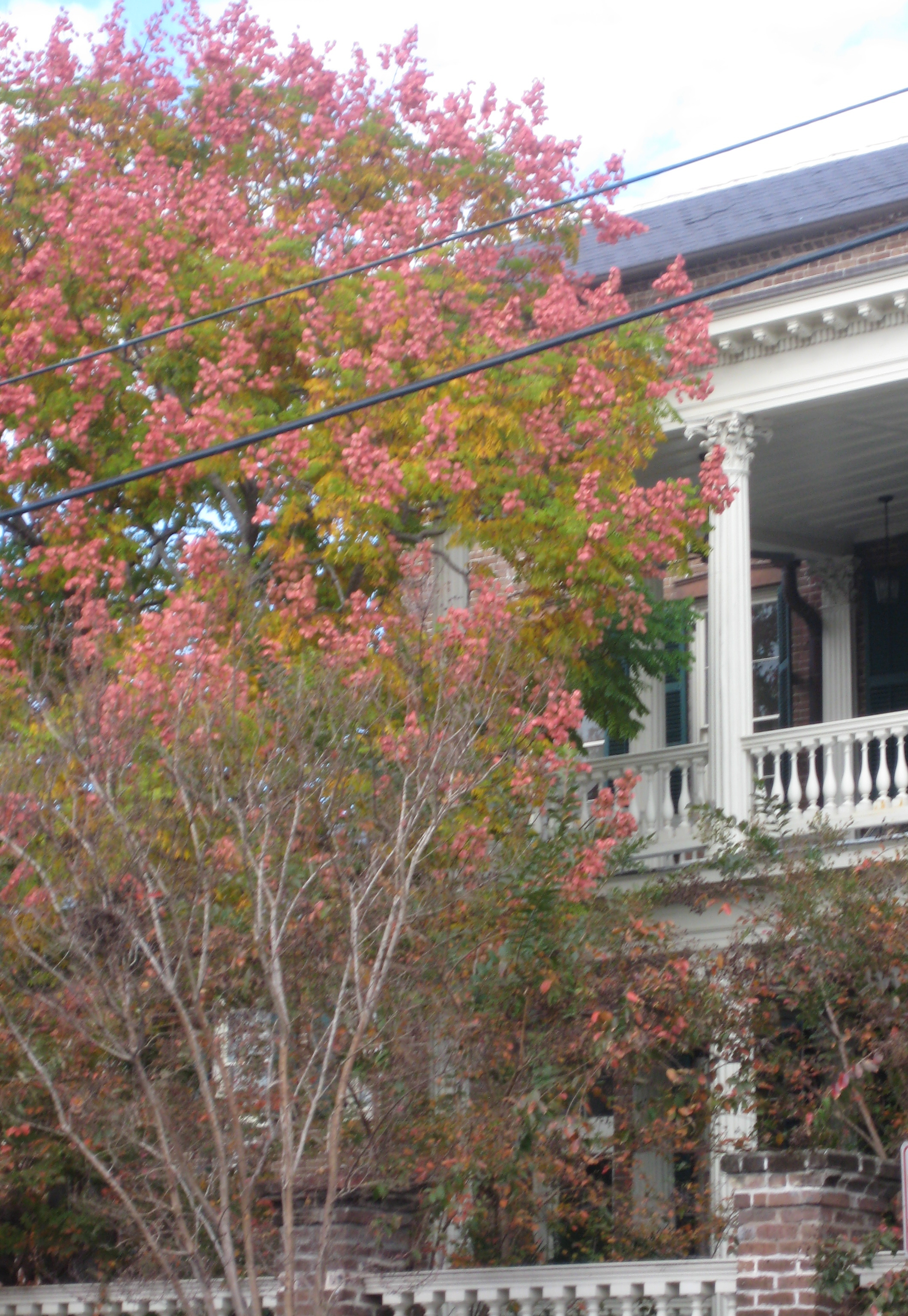 Charleston fall foliage
