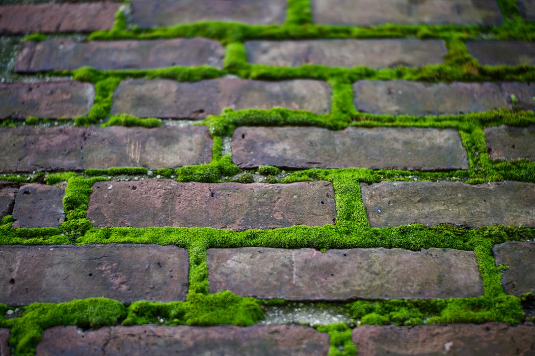 Moss on bricks