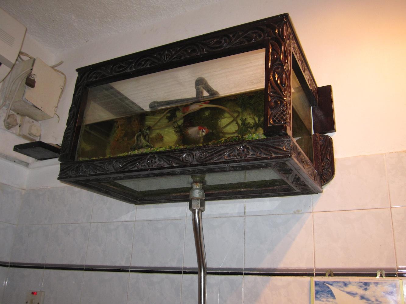 Fish tank toilet