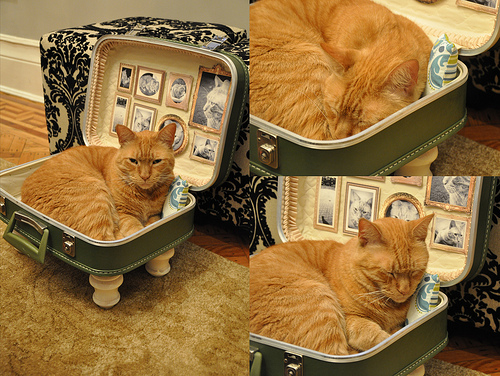 RecyclArt Cat Bed Suitcase