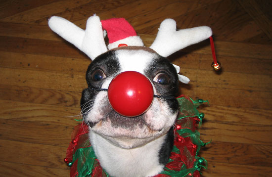 Dog holiday costume