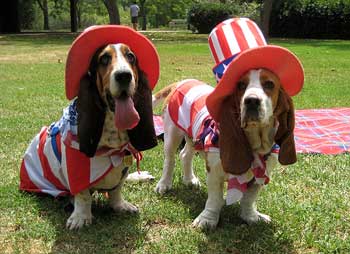 4th of July dogs