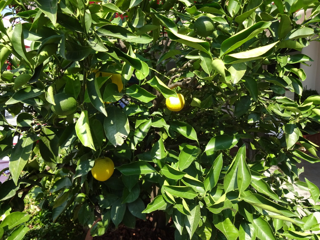 Lemon tree on Lake Como