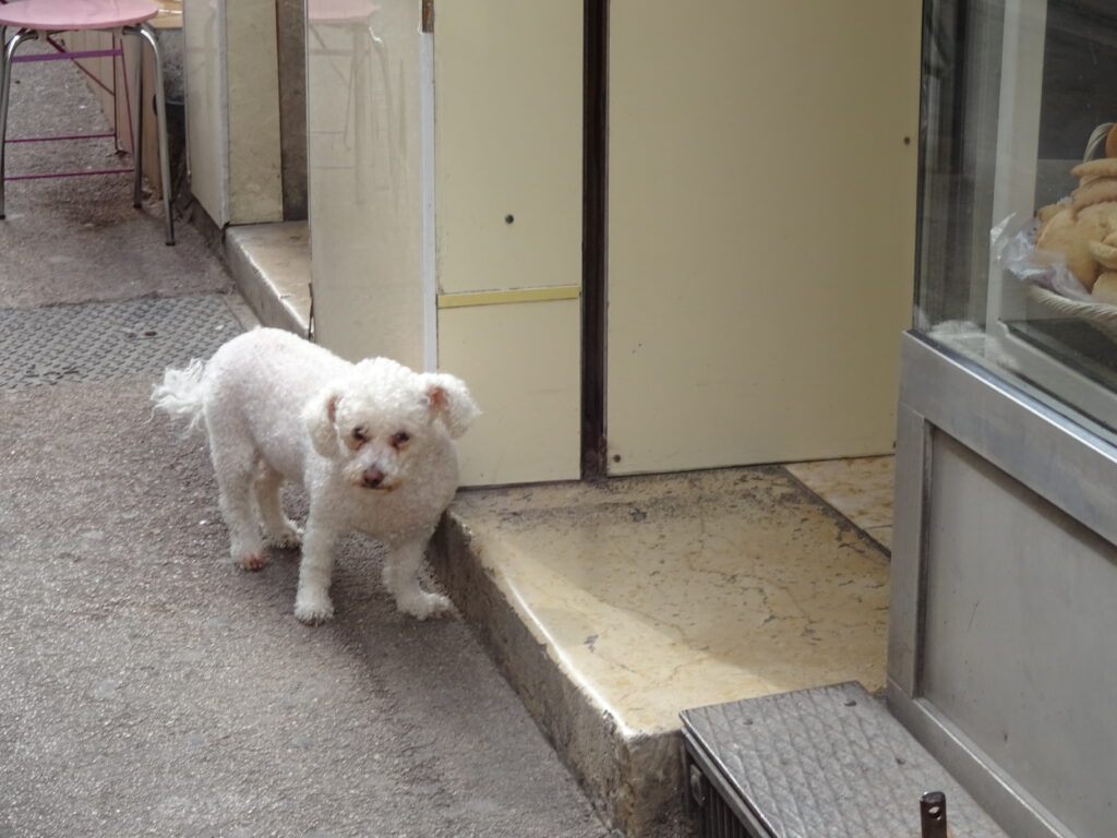 Le chien Marseille France