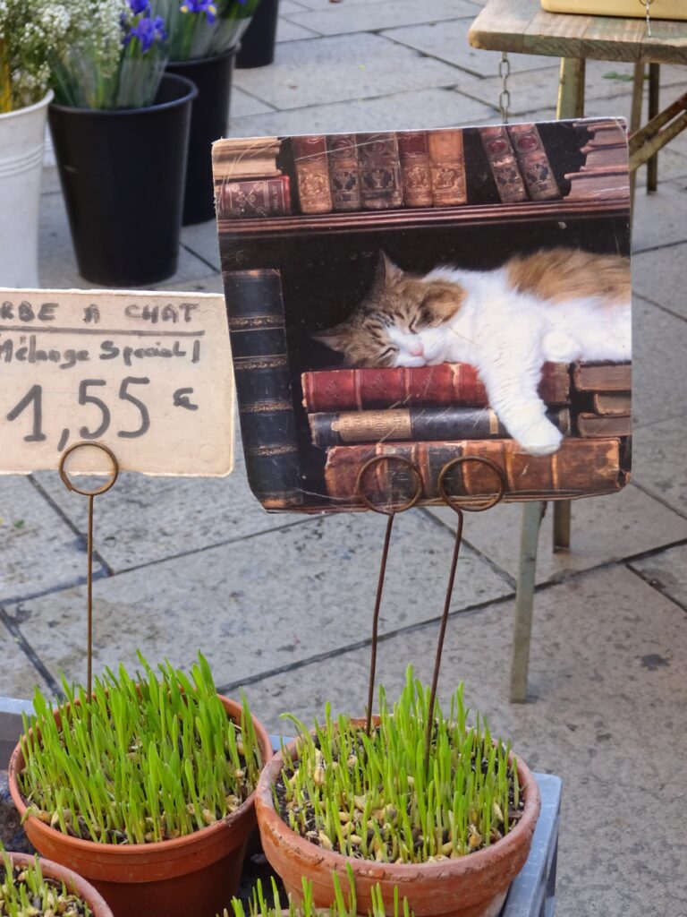 Cat nip in Provence