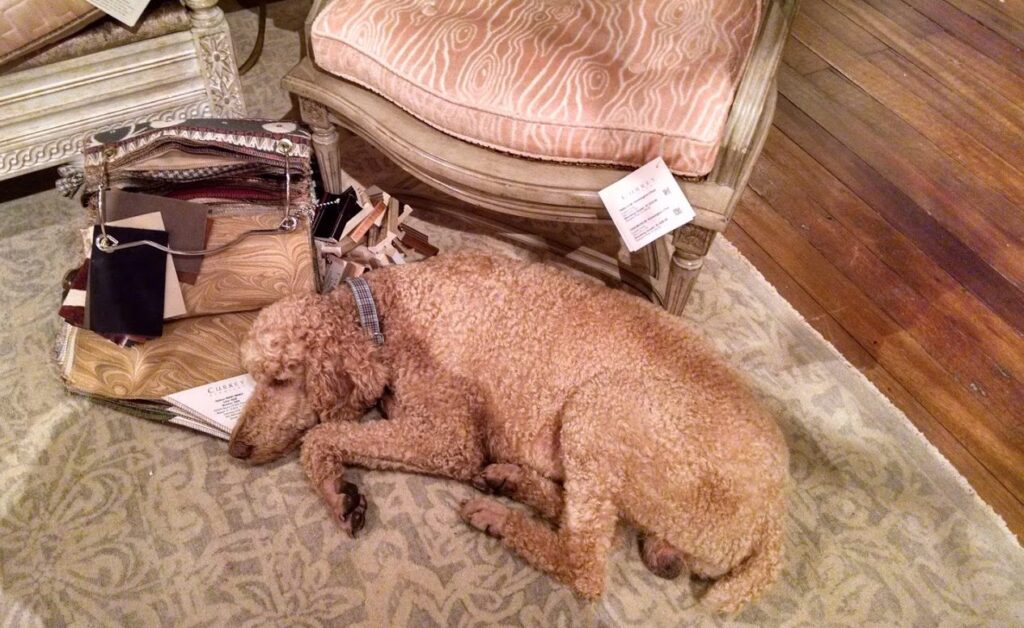 High Point Furniture Market dog