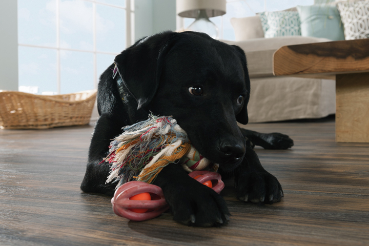 Best flooring for pets