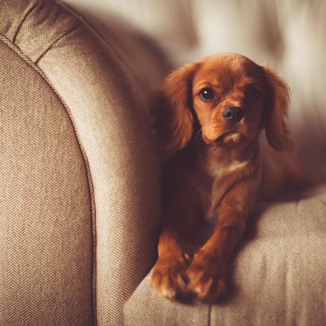 Dog laying on sofa